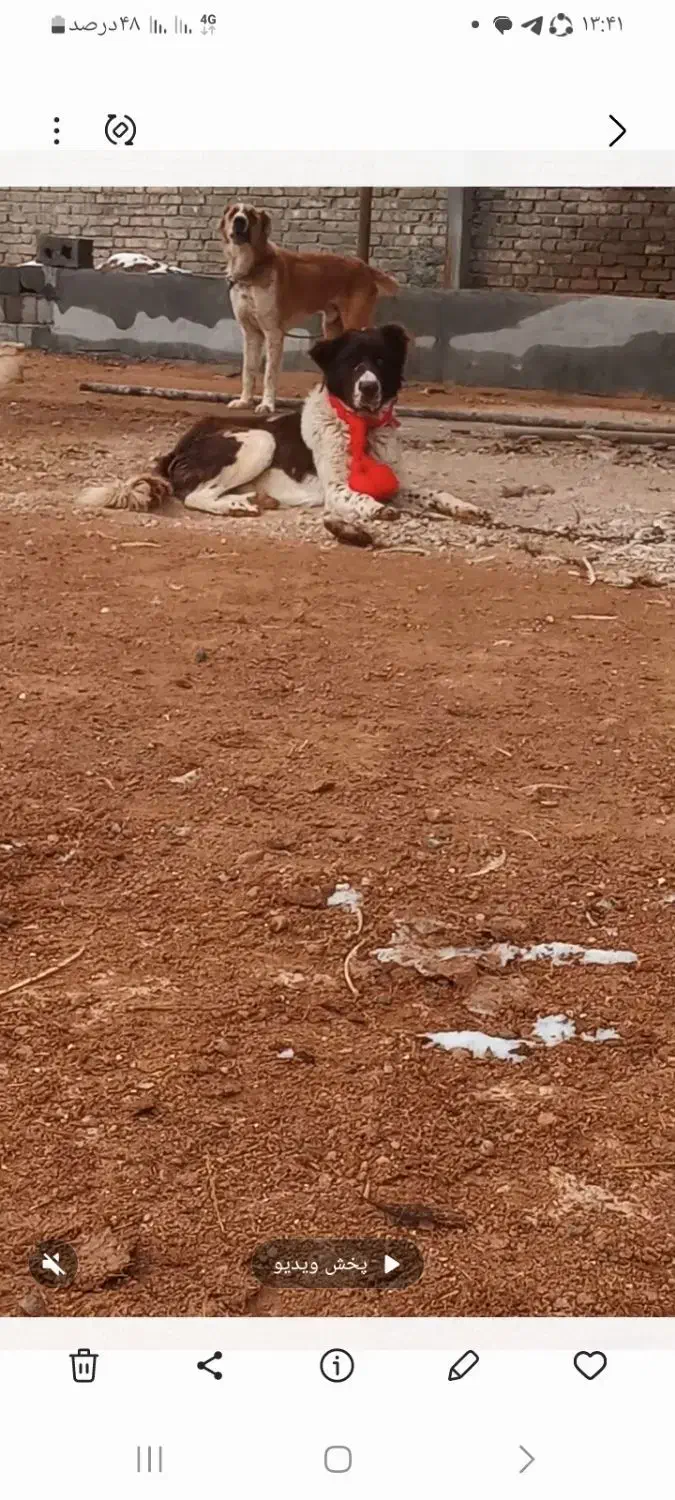 قدرجونی|سگ|مبارکه, |دیوار