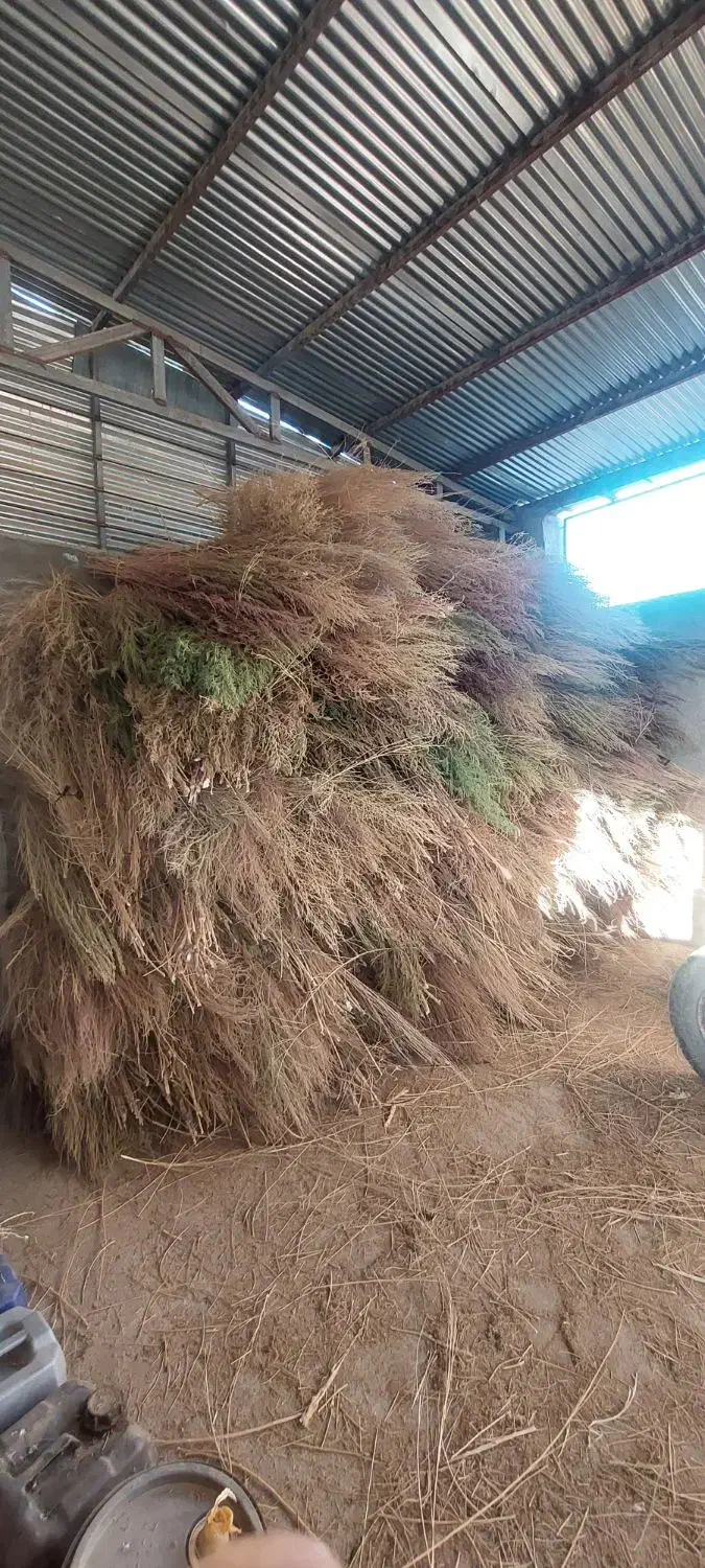 جارو محلی|لوازم نظافت|خرم‌آباد, |دیوار