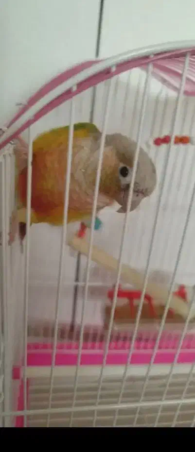 گرینچیگ|پرنده|زنجان, |دیوار