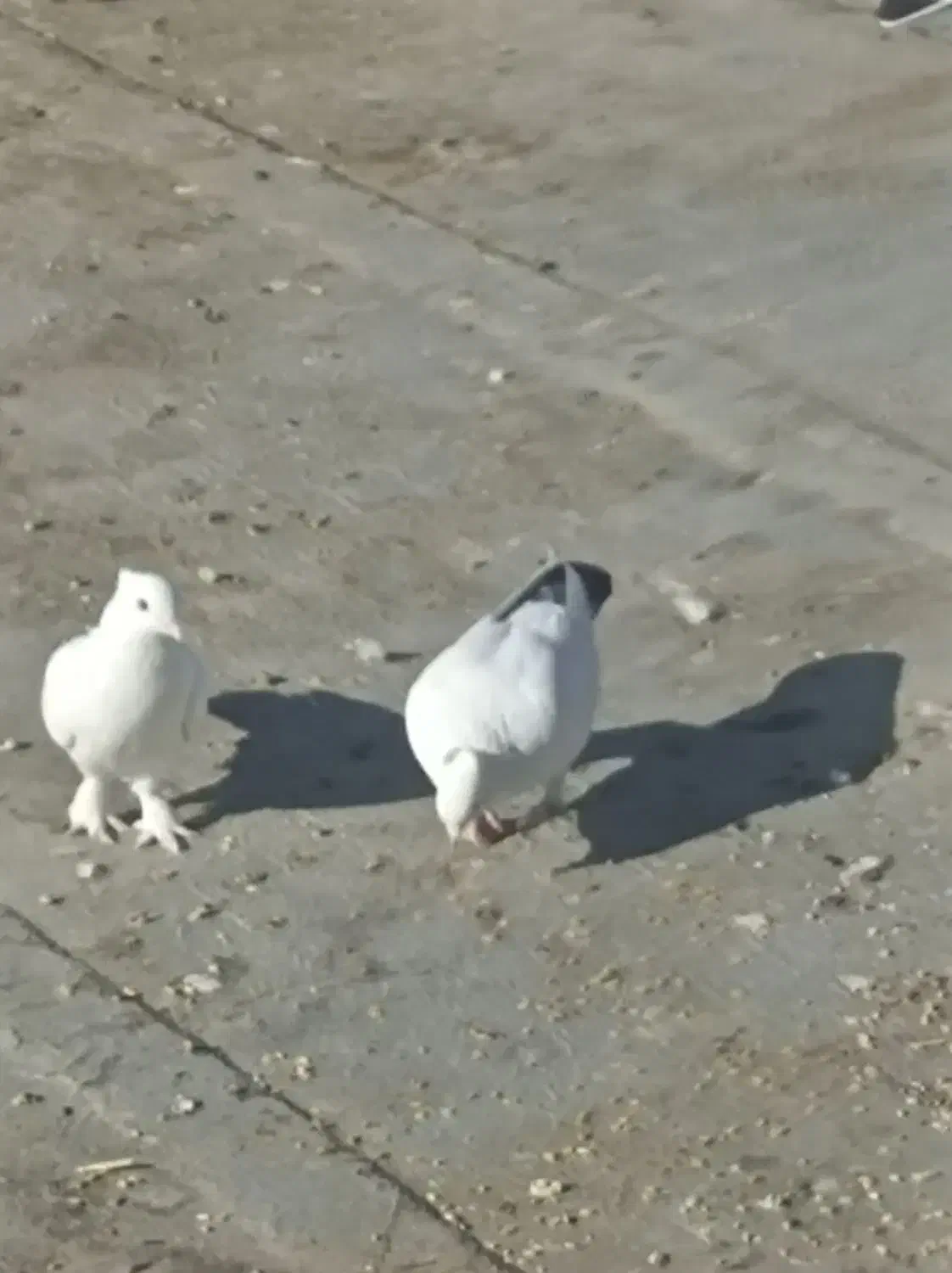 کبوترنقشی|پرنده|اصفهان, قلعه جوم|دیوار