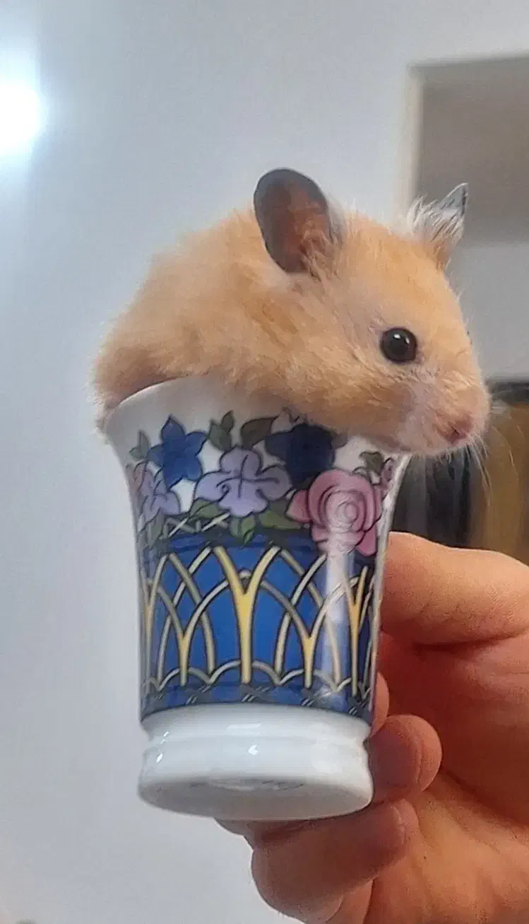 همستر سوری زیبا کرم رنگ فروش فوری|موش و خرگوش|مشهد, نرگس (شهرک غرب)|دیوار