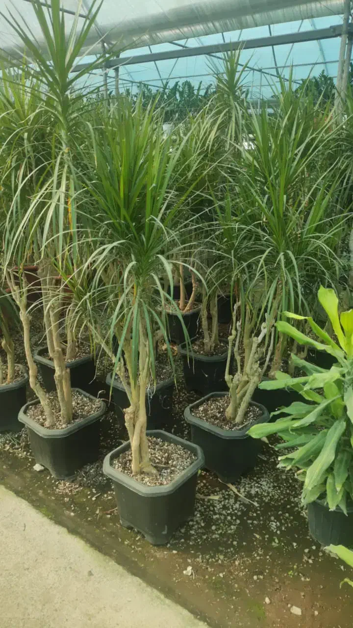 انواع گل های آپارتمانی|گل و گیاه طبیعی|مشهد, امیریه|دیوار