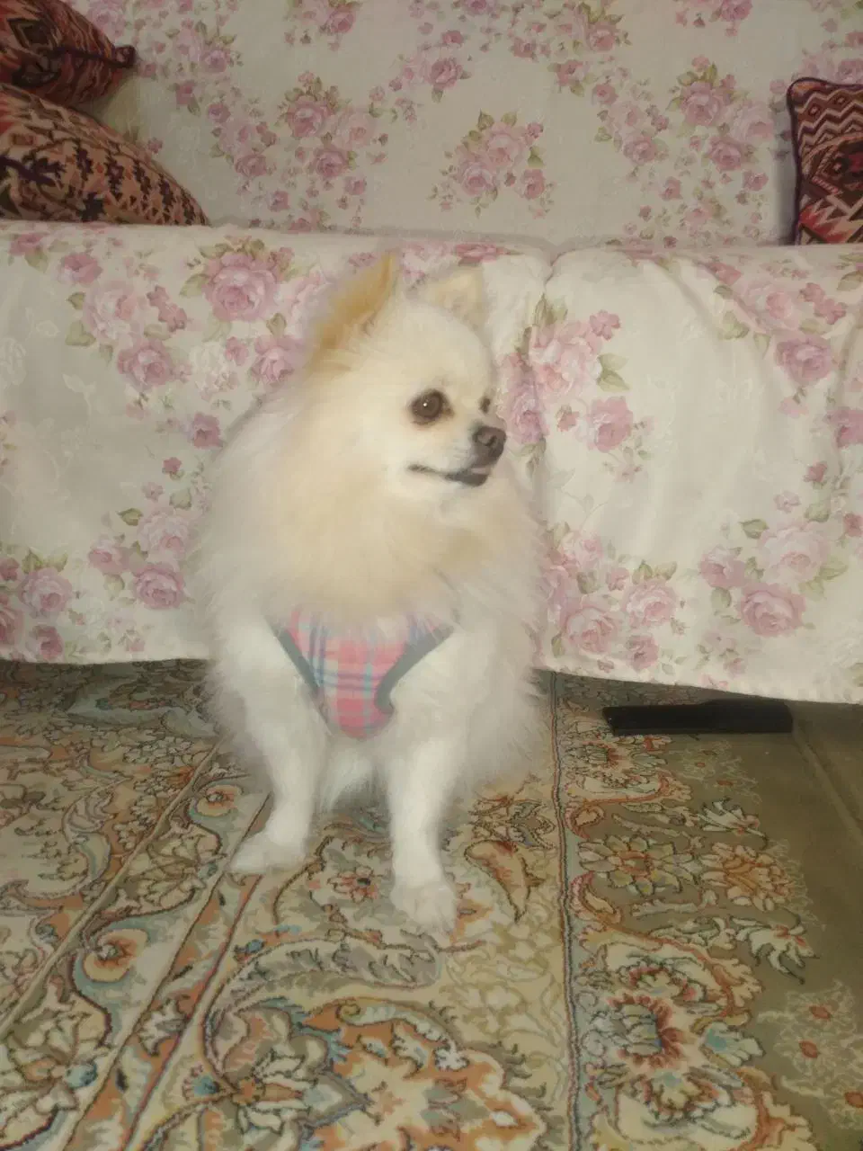 سگ پامر|سگ|اردکان, |دیوار