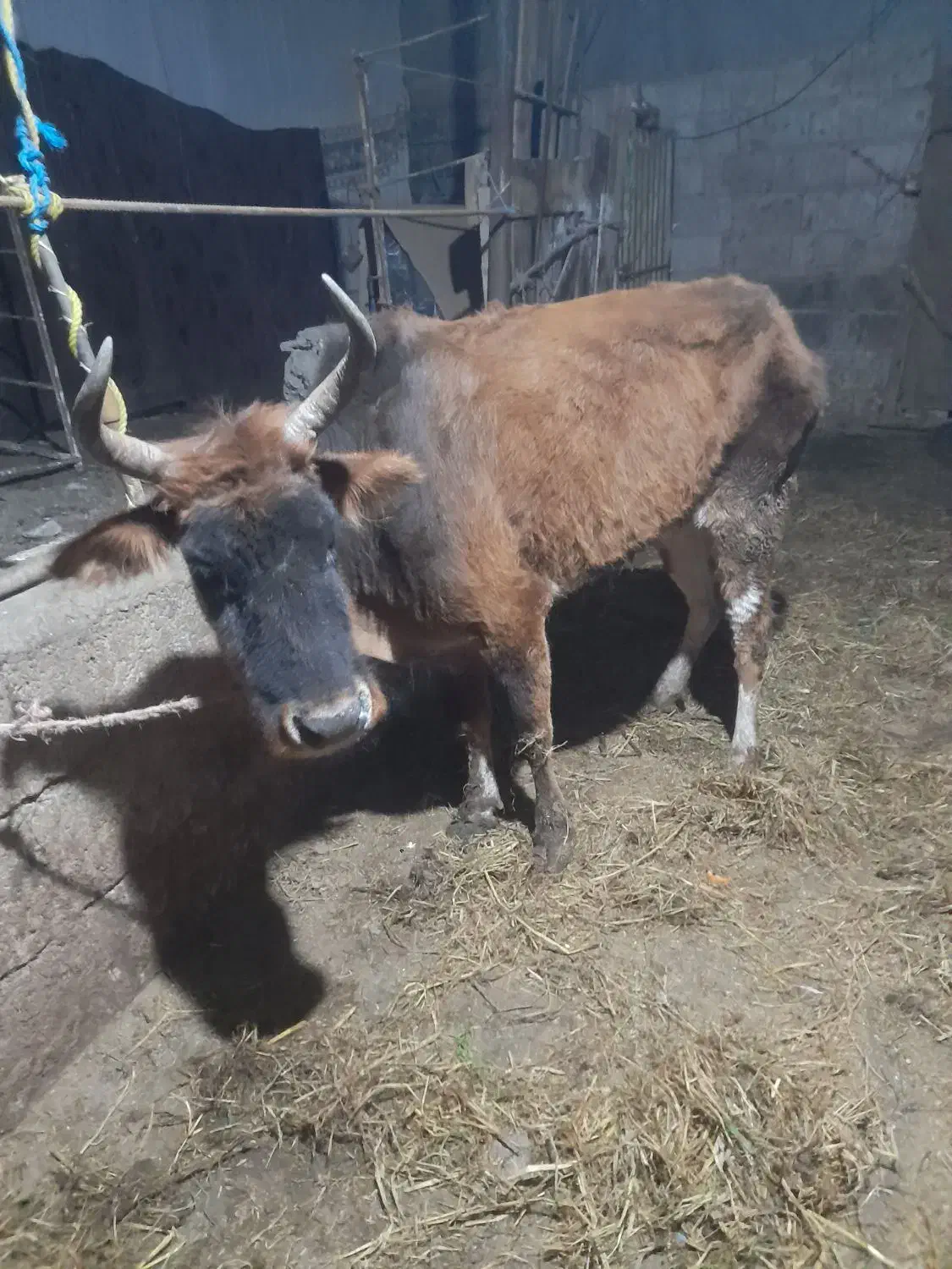 گاوگوشتی|حراج|بابل, |دیوار