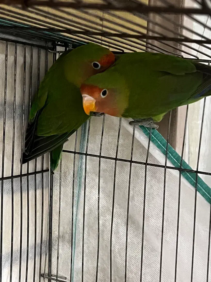 طوطی ملنگو و برزیلی|پرنده|الیگودرز, |دیوار