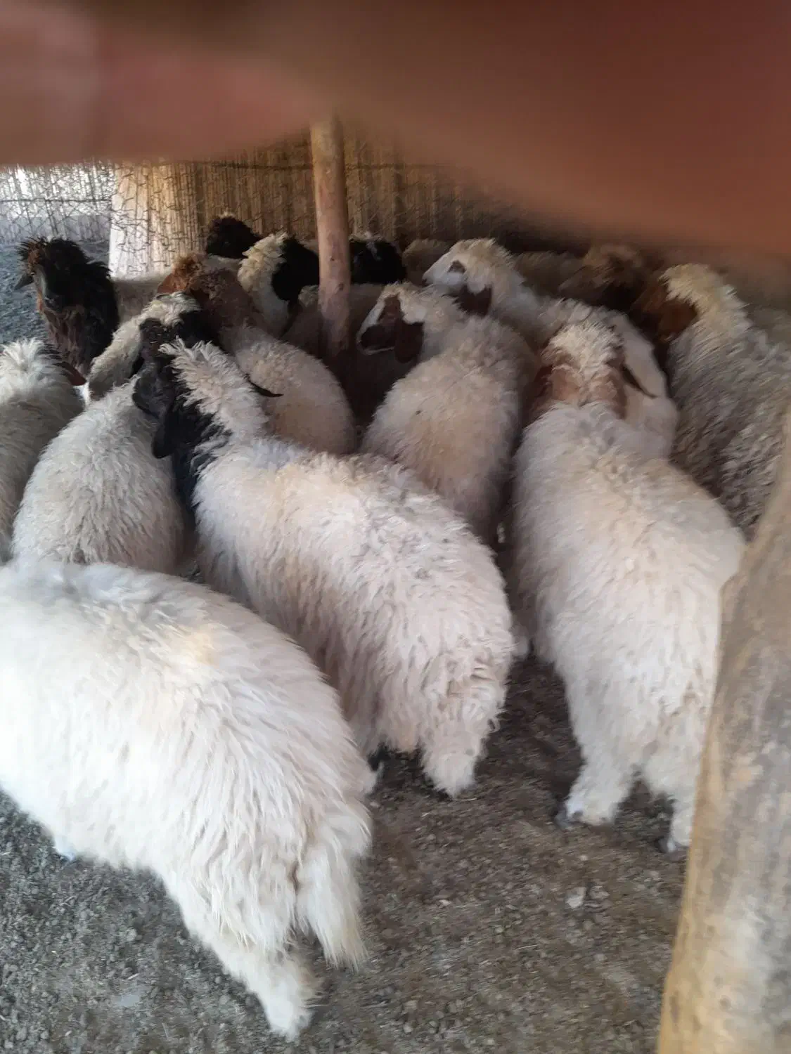 بره|حیوانات مزرعه|آبدانان, |دیوار