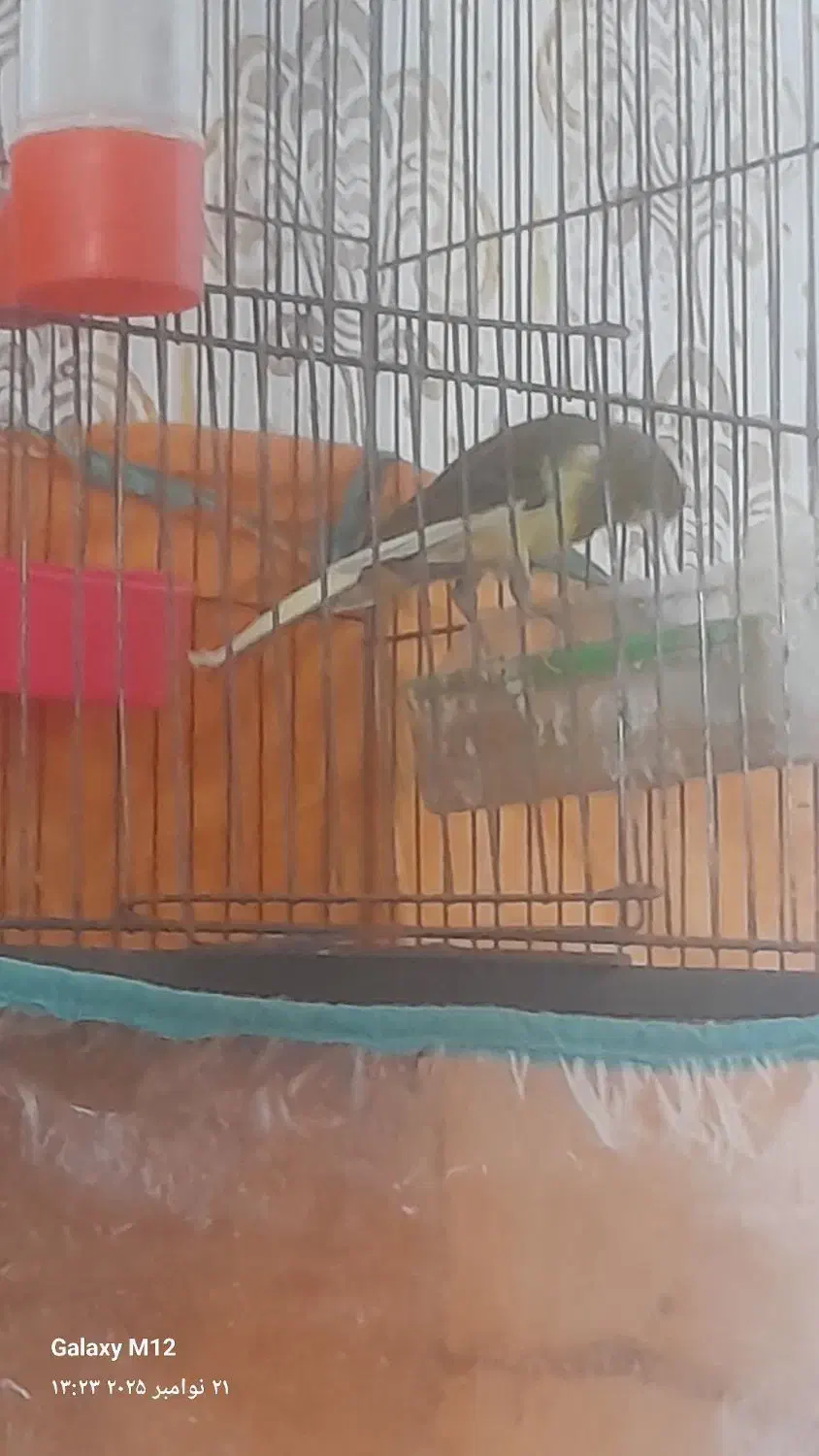 سلام یک عدد غناری ابلق خوب وبخوان|پرنده|سیلاخور, |دیوار