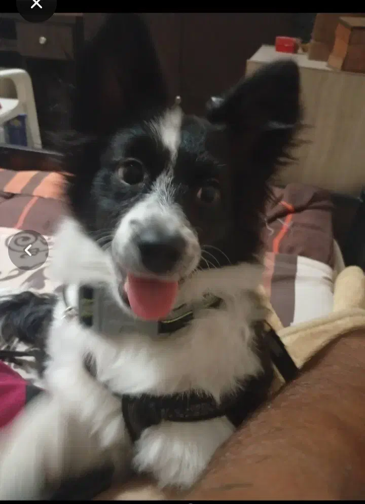 پامر روباهی|سگ|شیراز, فرگاز|دیوار