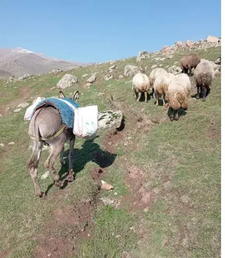 خر ماده سه ساله|حیوانات مزرعه|اردبیل, |دیوار
