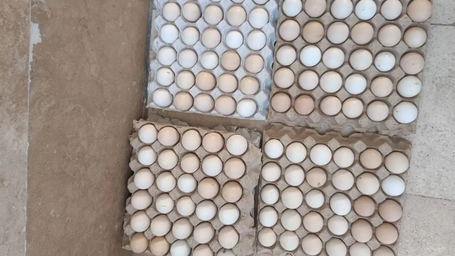 تخم مرغ نطفه دار گلین|حیوانات مزرعه|ری, شهرری|دیوار
