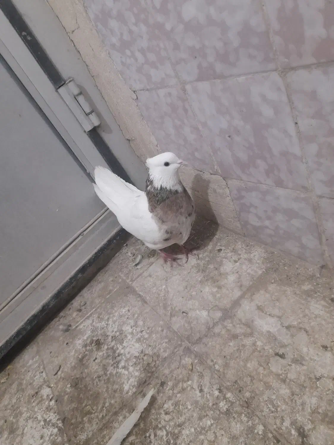 طوقی|پرنده|لنجان, |دیوار