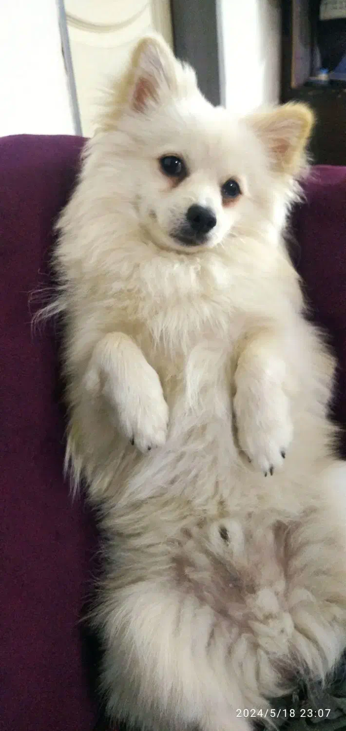 گمشده|حیوانات|بجنورد, |دیوار