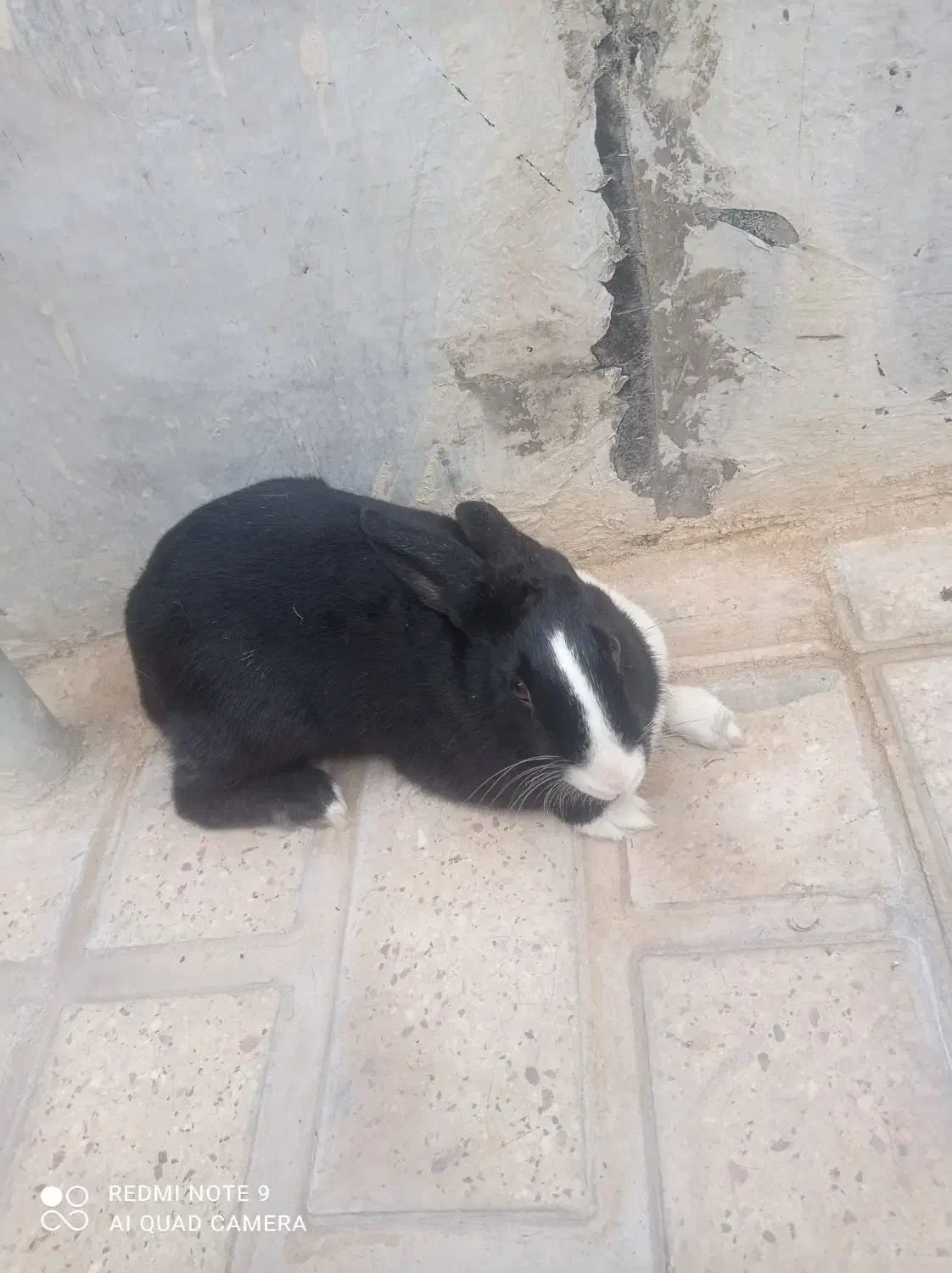 خرگوش نر و ماده|موش و خرگوش|الشتر, |دیوار