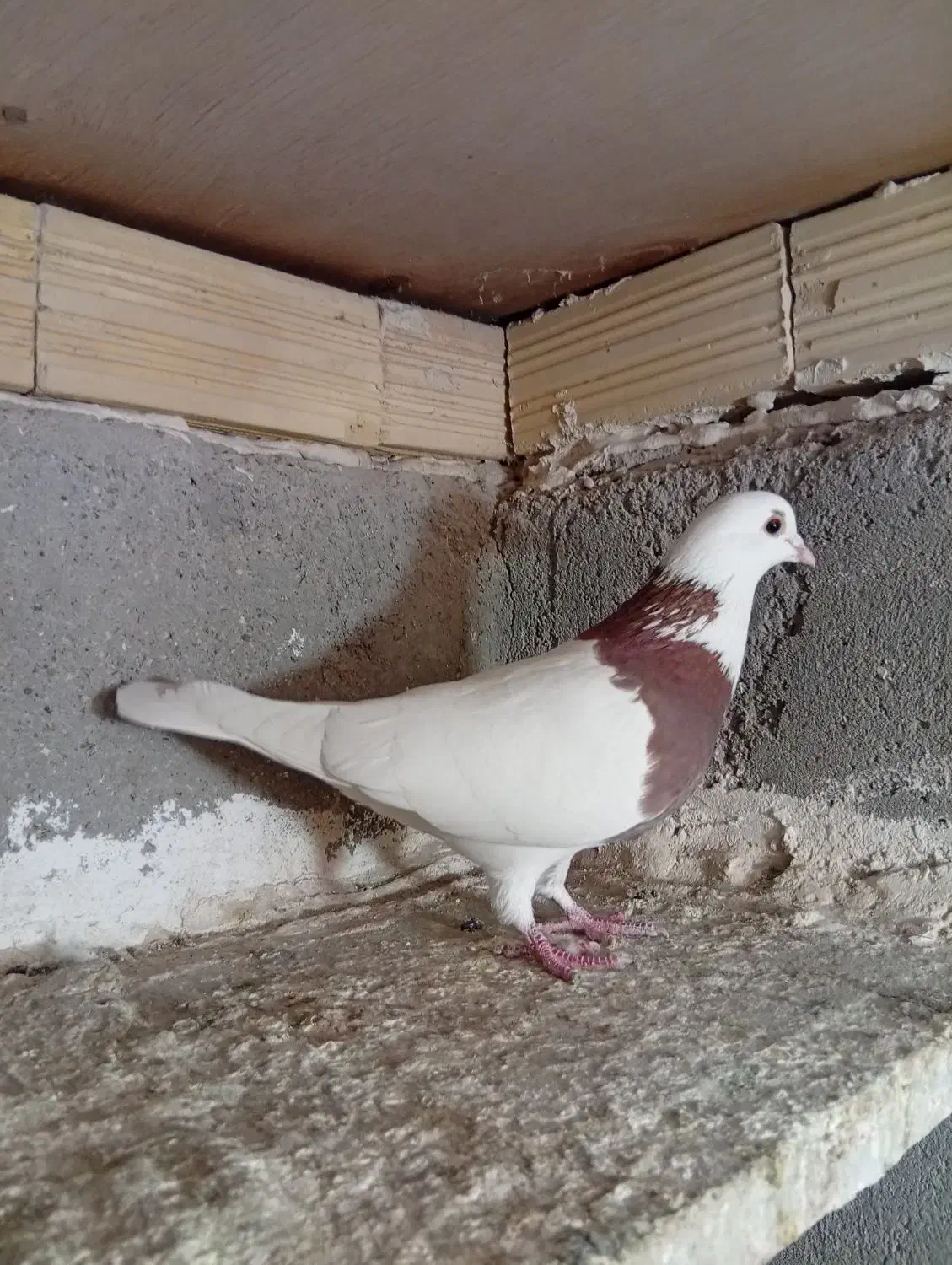 پرنده|پرنده|اردبیل, |دیوار