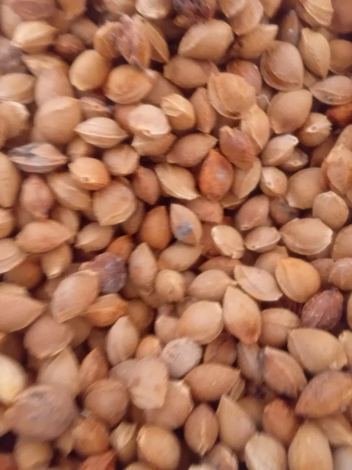 هسته زردالو الو تلخ|خوردنی و آشامیدنی|تبریز, |دیوار