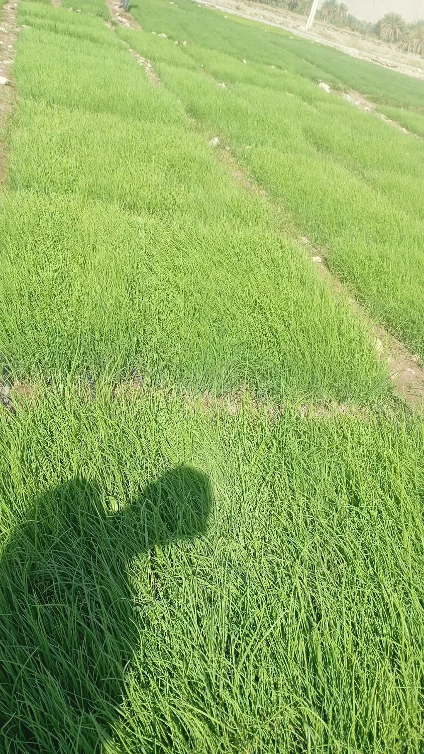 فروش پیاز در منطقه سرگز احمدی|خدمات باغبانی و درختکاری|احمدی, |دیوار