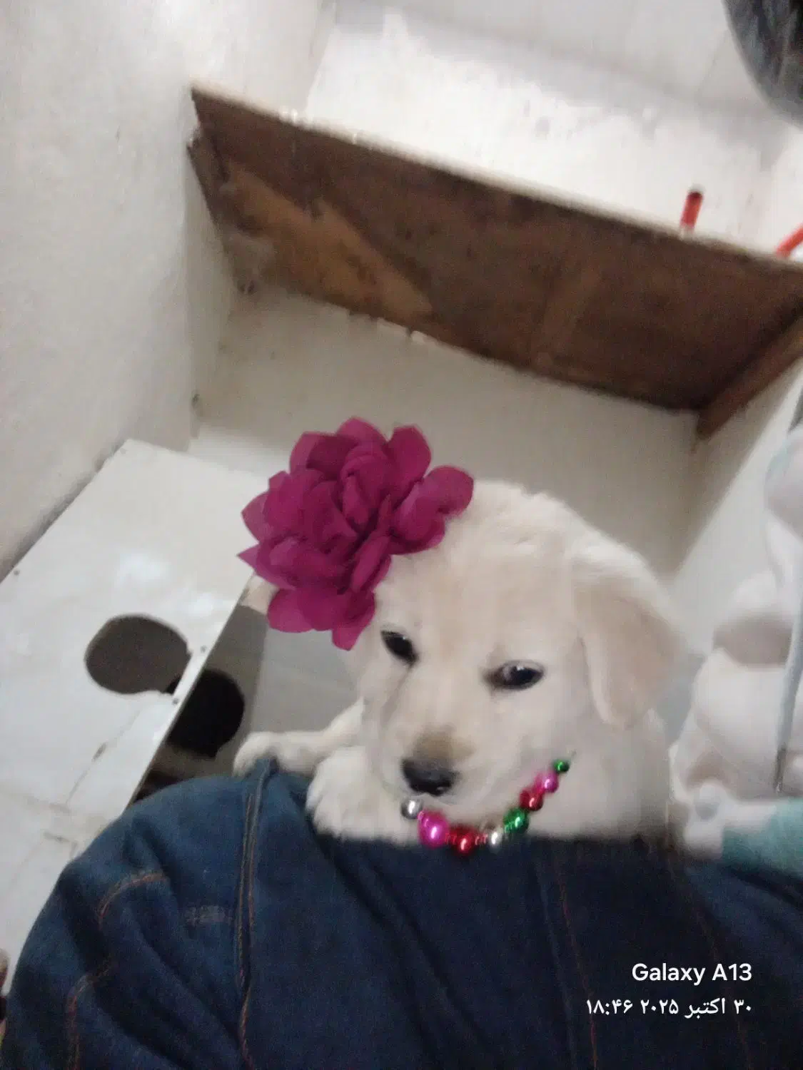 واگذاری ۴ توله  سالم ۲ماده‌ نره ۲ ماه نیم ماه|سگ|اردبیل, |دیوار