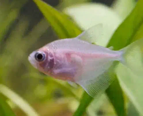 ماهی اکواریوم|ماهی|شاهرود, |دیوار