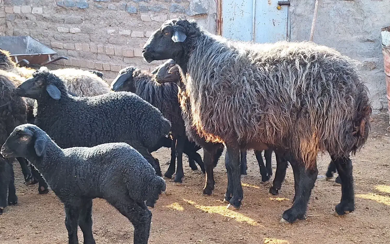 فروش دام|حیوانات مزرعه|قم, شهرک توانیر|دیوار