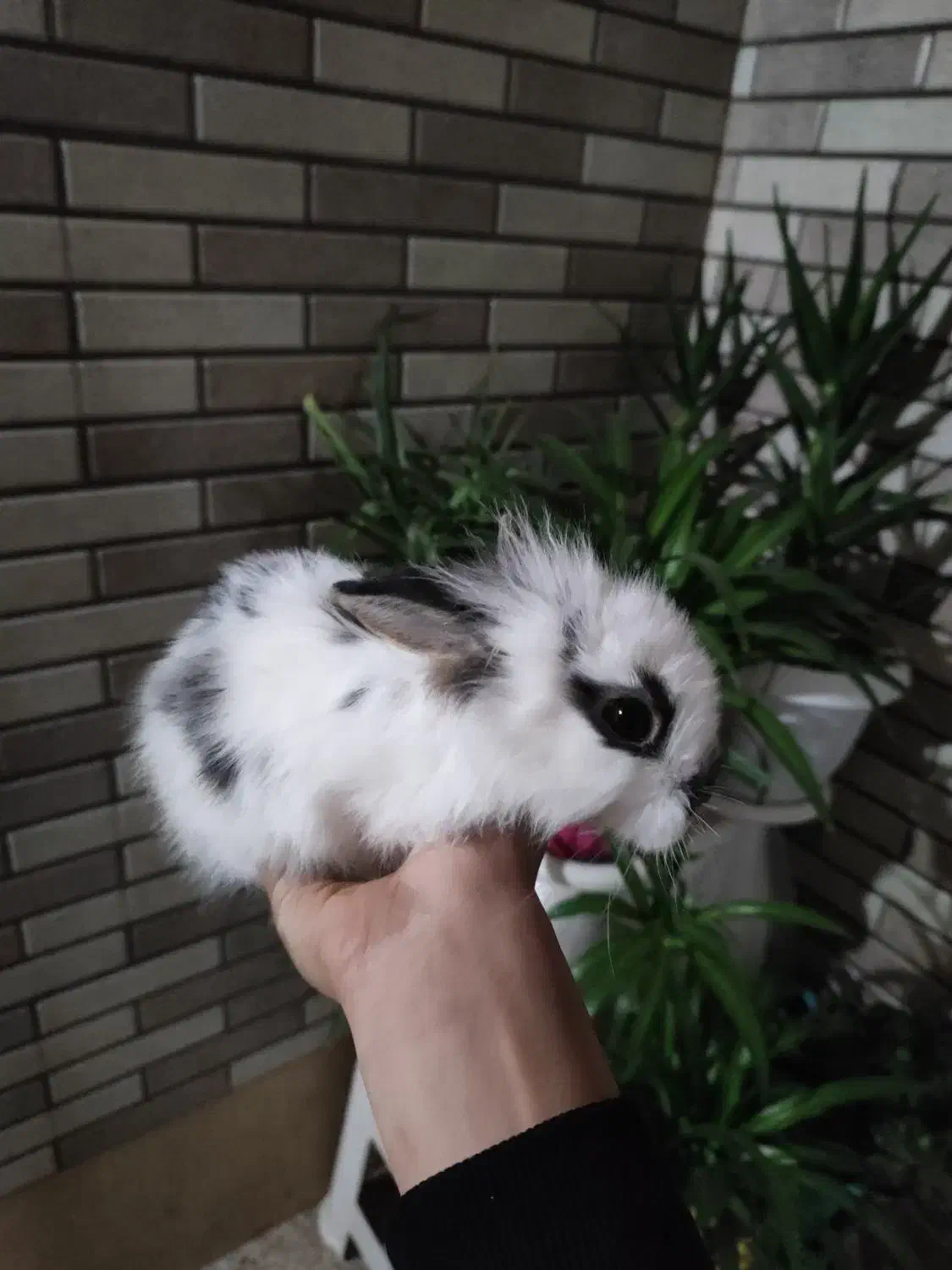 بچه خرگوش نژاد جرسی|موش و خرگوش|قم, شاه ابراهیم|دیوار