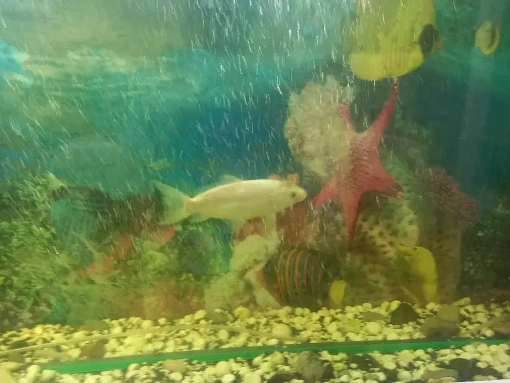 ماهی کوی|ماهی|یزد, |دیوار