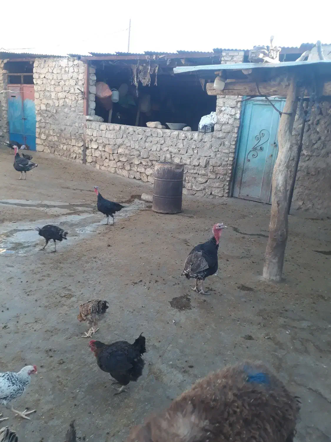 بوقلمون|پرنده|کوهدشت, |دیوار