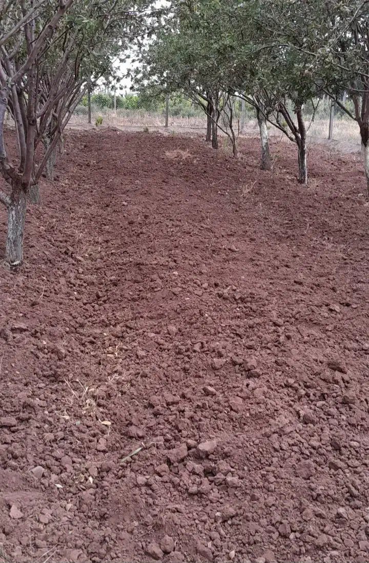 شخم و خدمات باغداری نمونه|خدمات باغبانی و درختکاری|محمدیه-قزوین, |دیوار