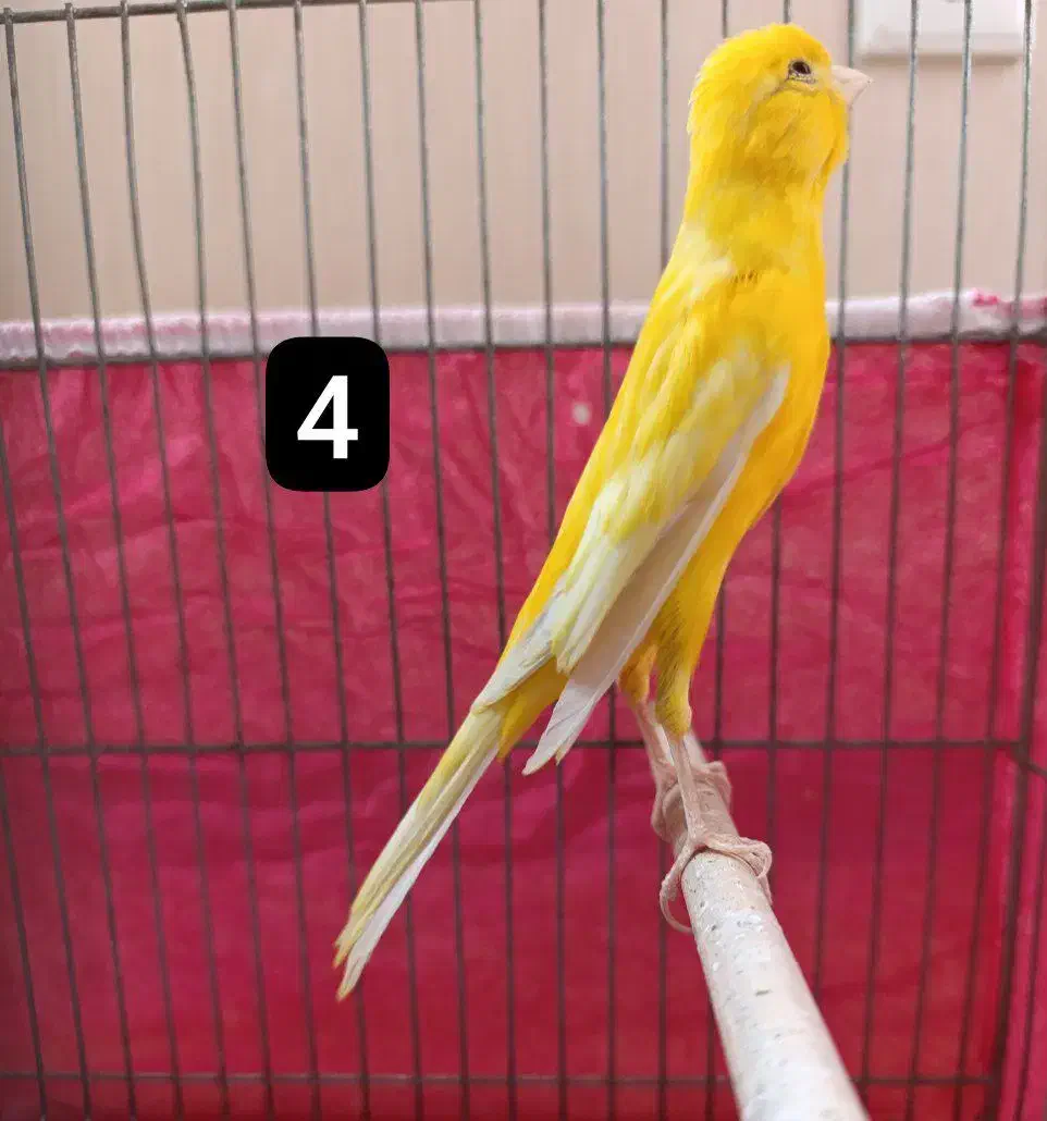 قناری بلند و قناری جفتی سهره|پرنده|اصفهان, شهرک میلاد|دیوار