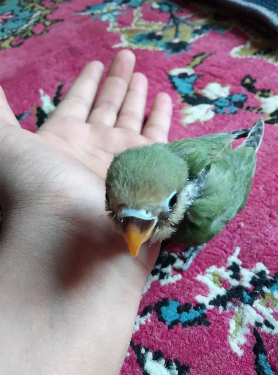 طوطی کوتوله سرلاکی|پرنده|کرمان, |دیوار
