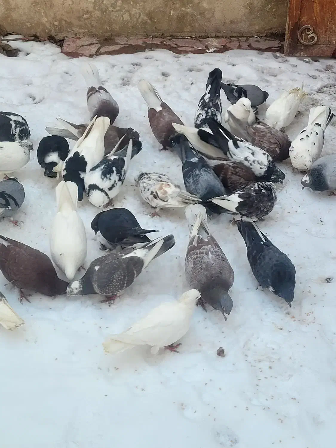 کفتر کبوتر|پرنده|رودهن, |دیوار