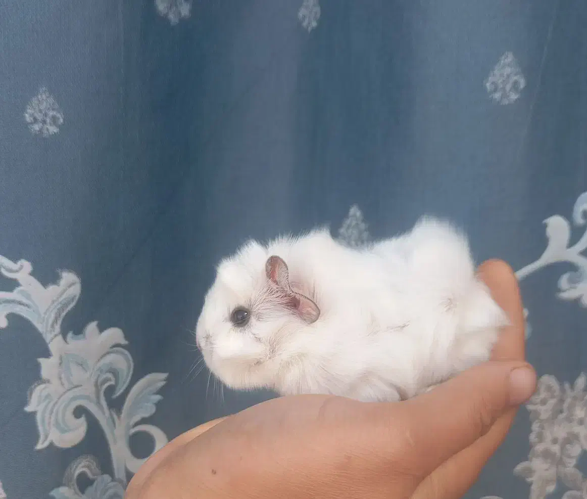 خوکچه هندی|موش و خرگوش|مشهد, شهرک شهید باهنر|دیوار