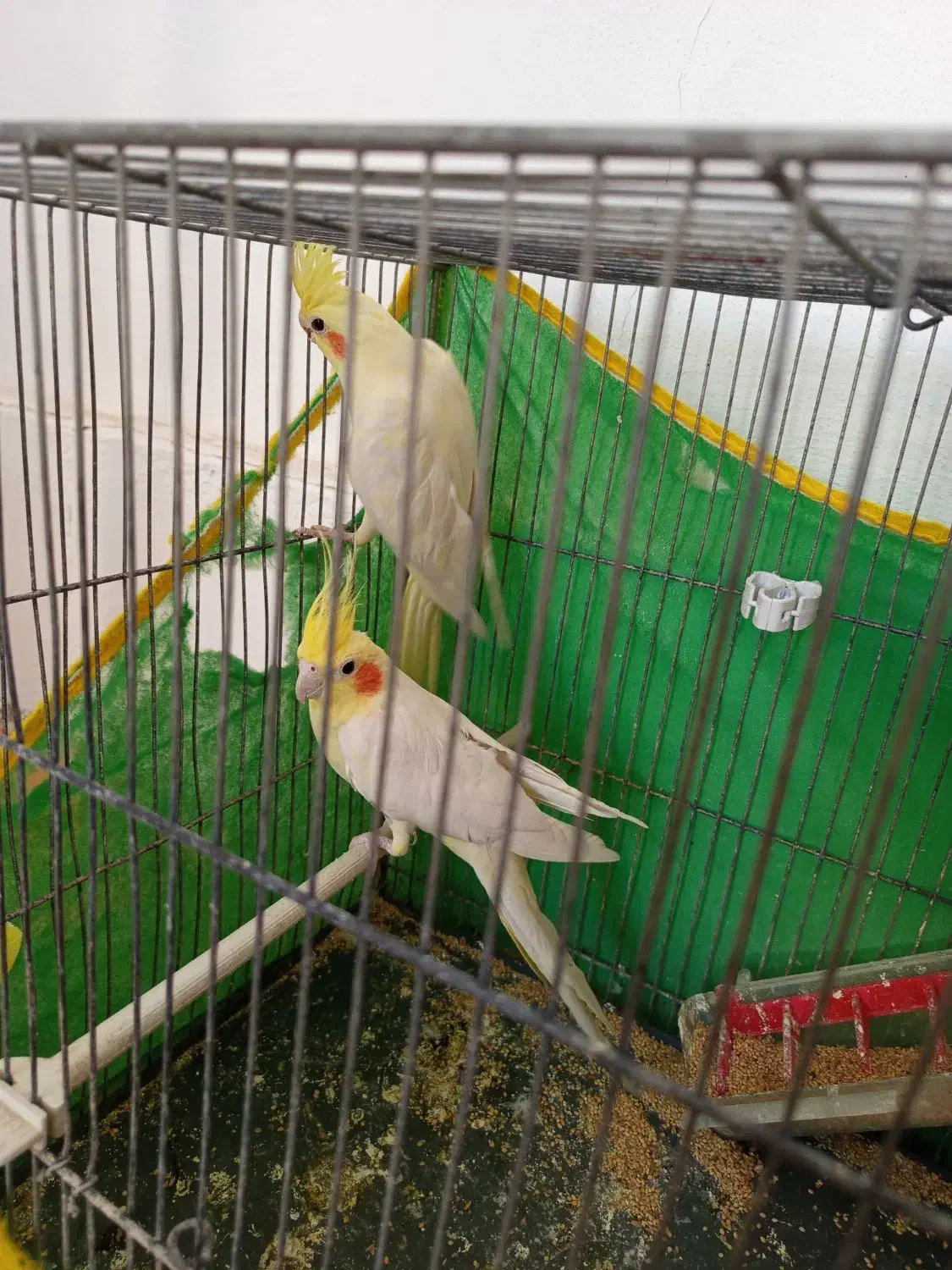 جفت عروس هلندی روی تخم لوتینو|پرنده|گناباد, |دیوار