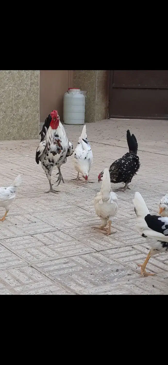 مرغ وخروس گلین|حیوانات مزرعه|خمینی‌شهر, |دیوار