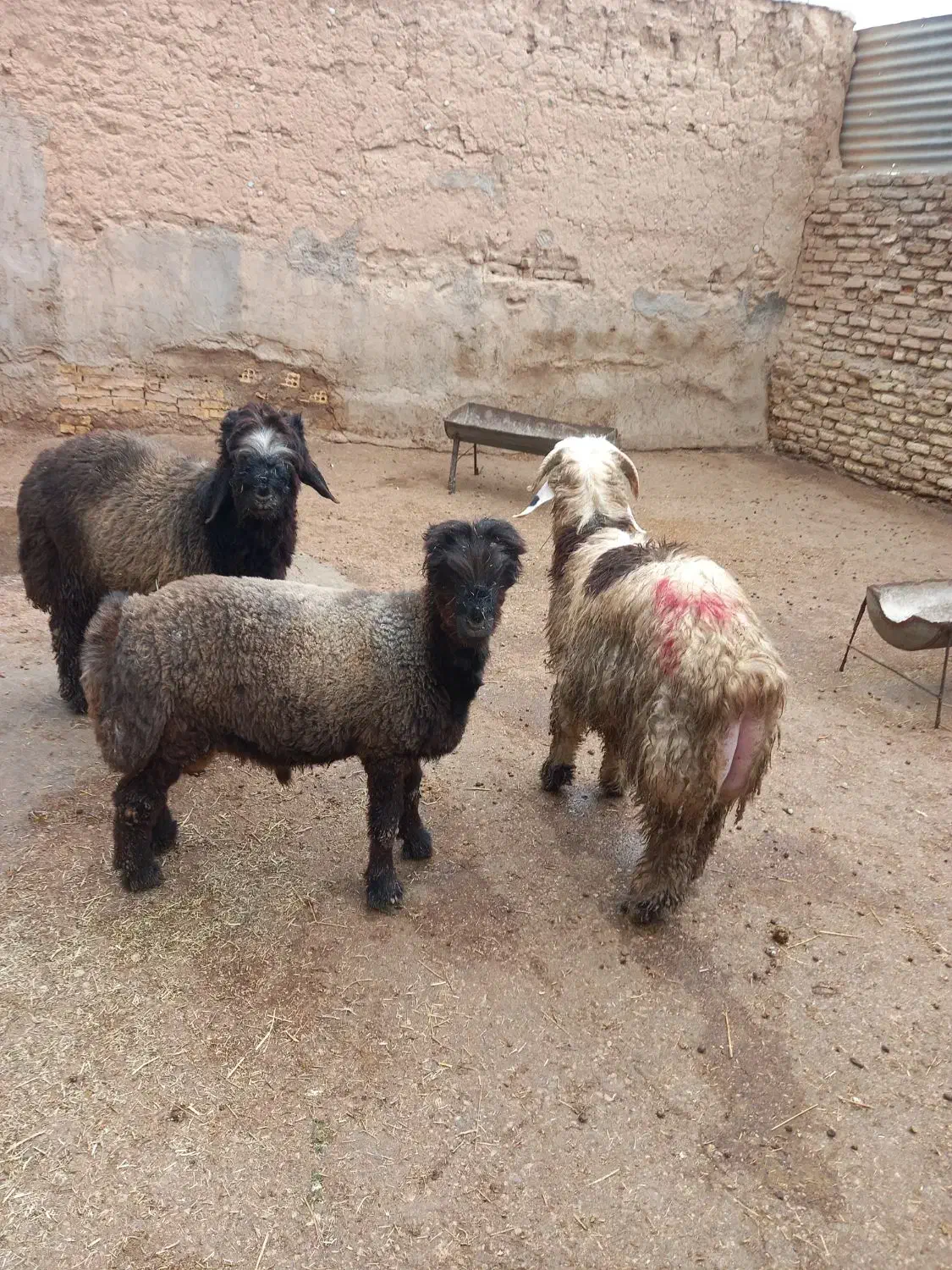 حیوانات|حیوانات مزرعه|گتوند, |دیوار