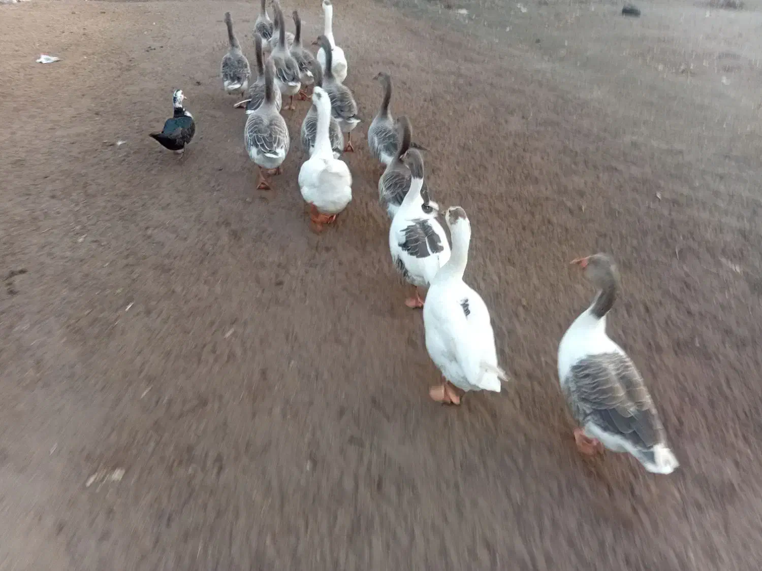 غاز|حیوانات مزرعه|چاف و چمخاله, |دیوار