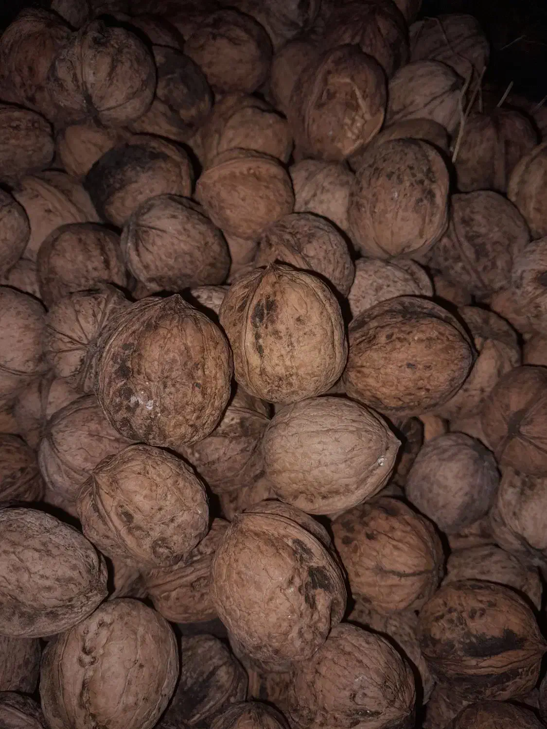 گردو|خوردنی و آشامیدنی|مشگین شهر, |دیوار