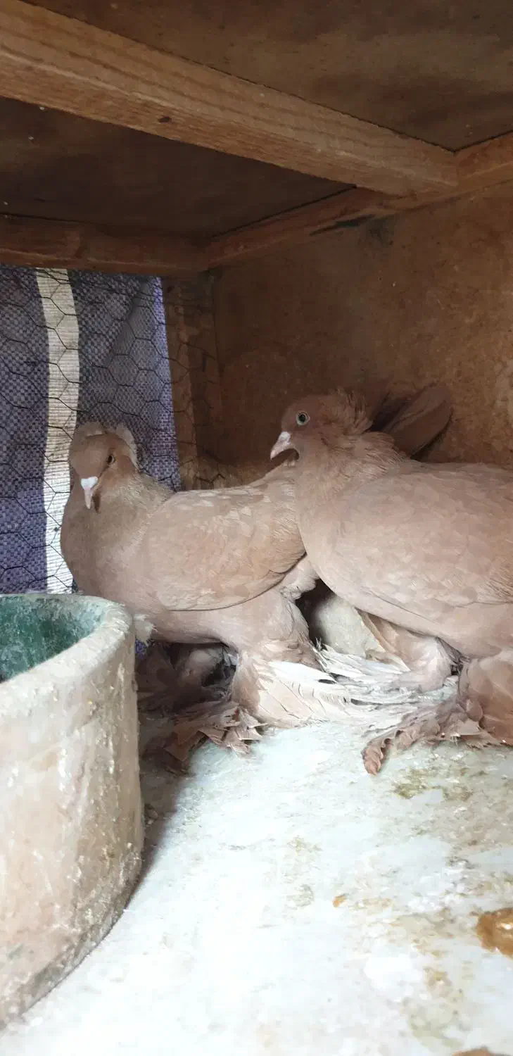 راعبی ( رواعب ) زرد جوان|پرنده|ماهدشت, |دیوار