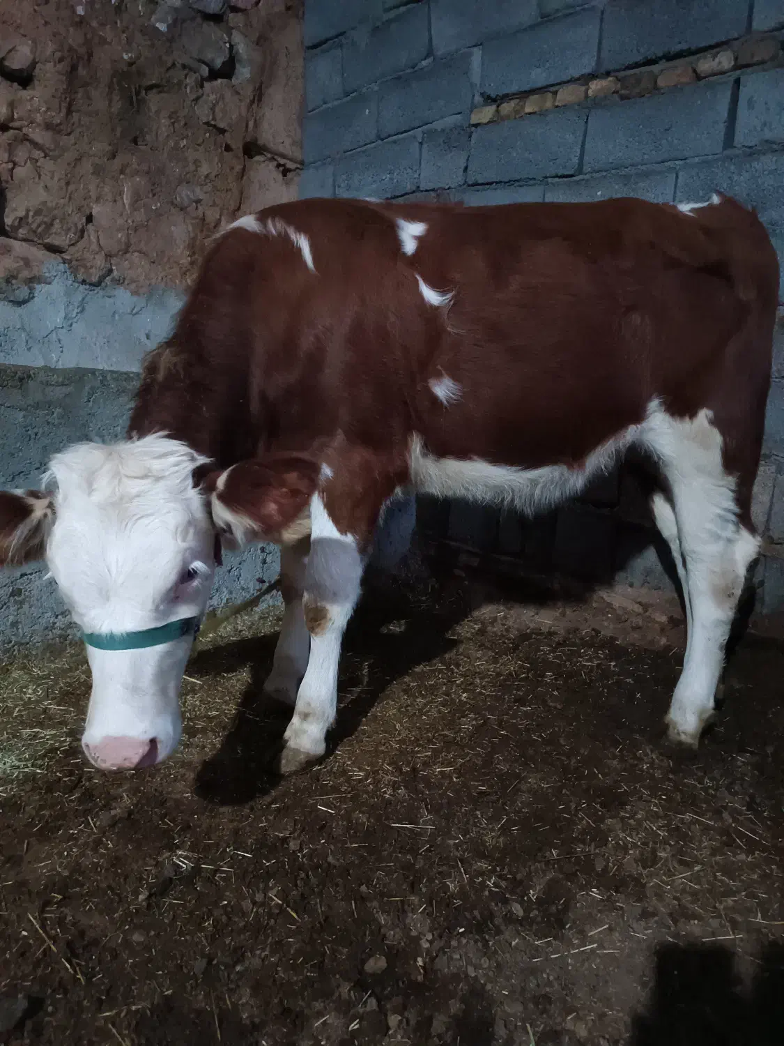 گوساله سمینتال|حیوانات مزرعه|حسین آباد, |دیوار