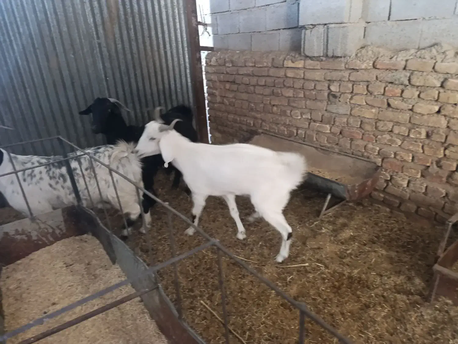 گوسفند فروشی|حیوانات مزرعه|گناباد, |دیوار