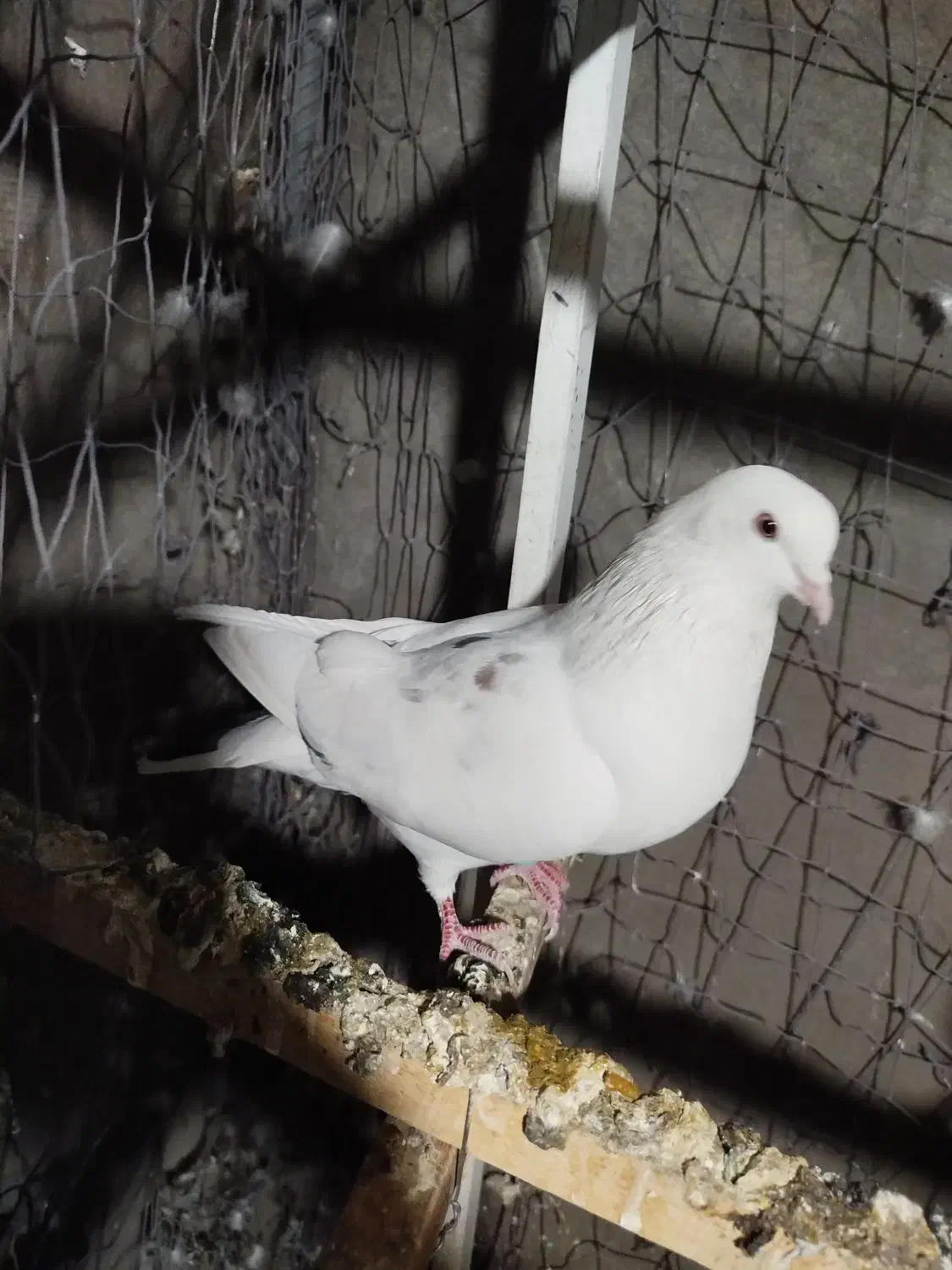 کبوتر پرشی|پرنده|تهران, خاک سفید|دیوار