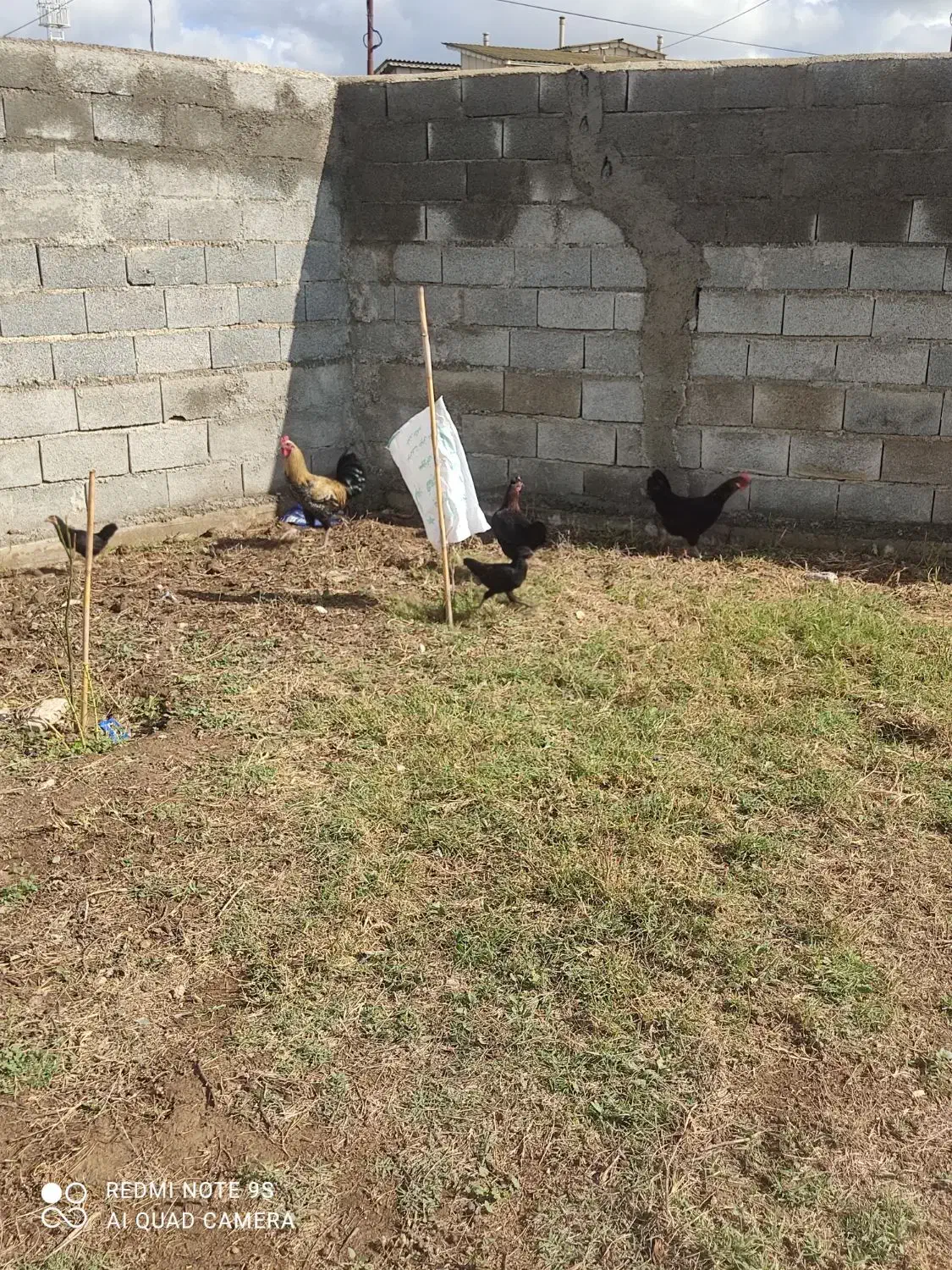 2عددمرغ تخم گذار و جوجه محلی اصل|حیوانات مزرعه|آق قلا, |دیوار