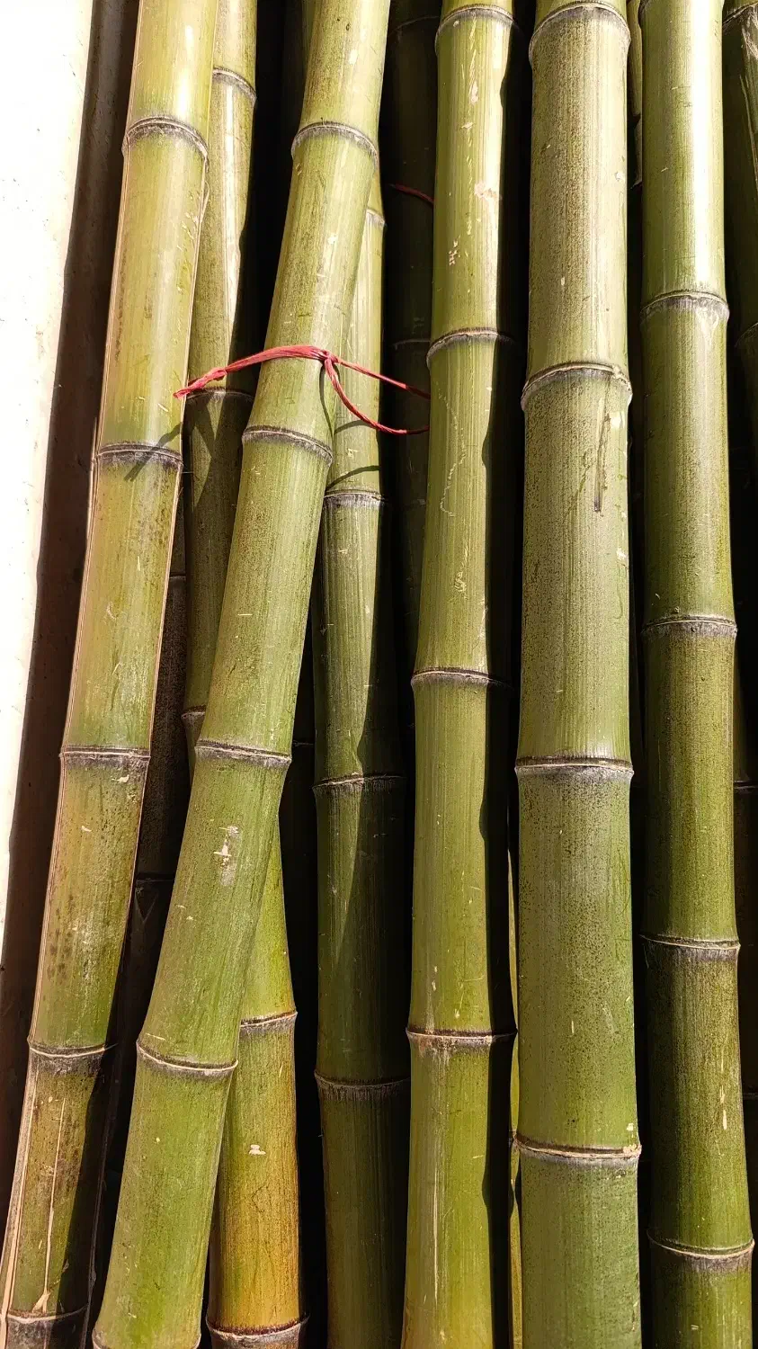 نی خیزران و لوله بامبو|خدمات باغبانی و درختکاری|فومن, |دیوار