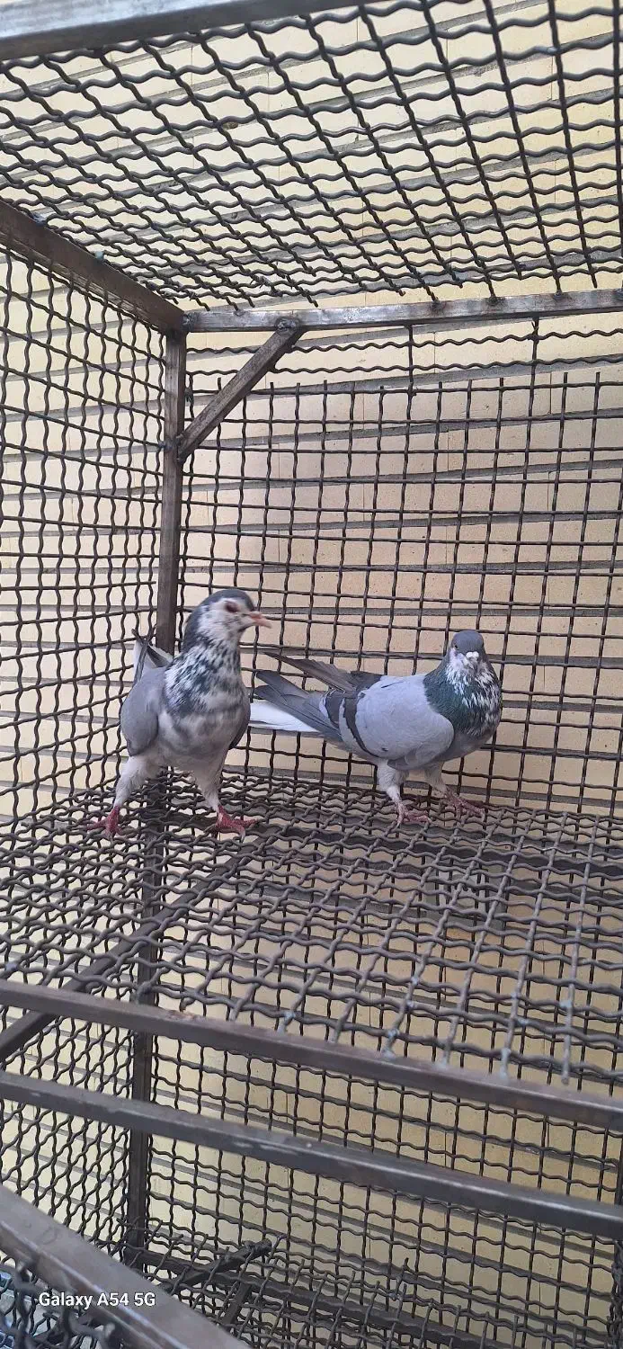 کبوتر|پرنده|اصفهان, ستار|دیوار