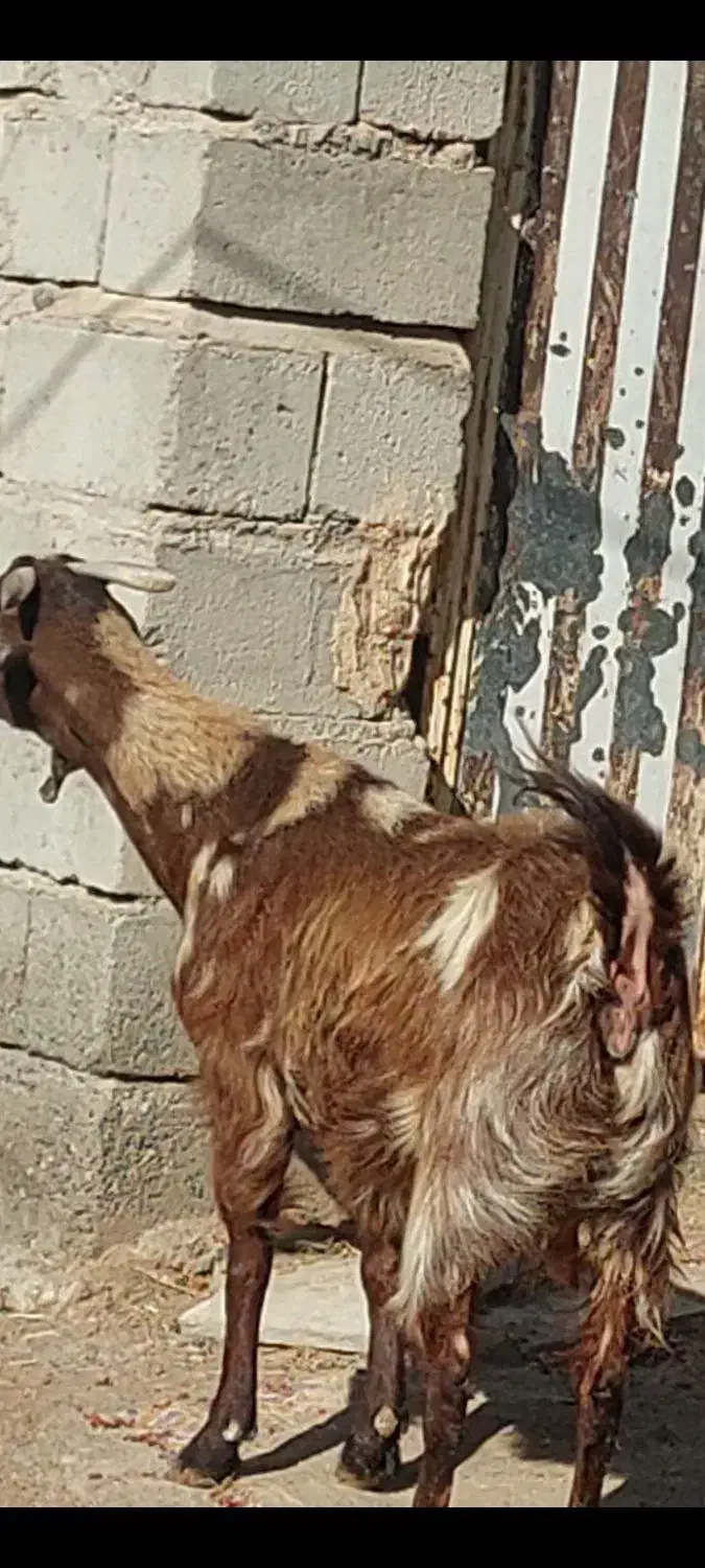 بز آبستن سر مایه|حیوانات مزرعه|جیرفت, |دیوار