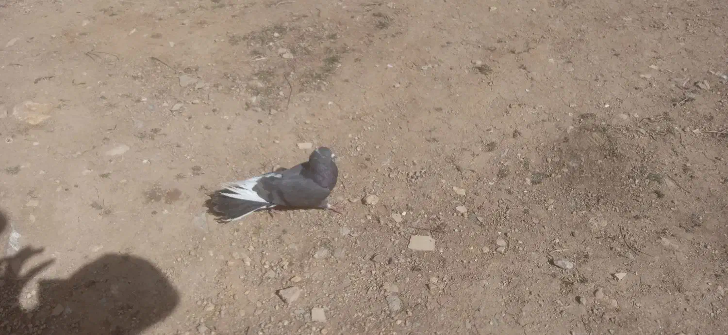 کبوتر|پرنده|جونقان, |دیوار