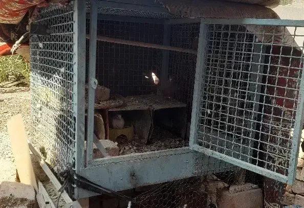 قفس مرغ وکبوتری|لوازم جانبی حیوانات|خاش, |دیوار