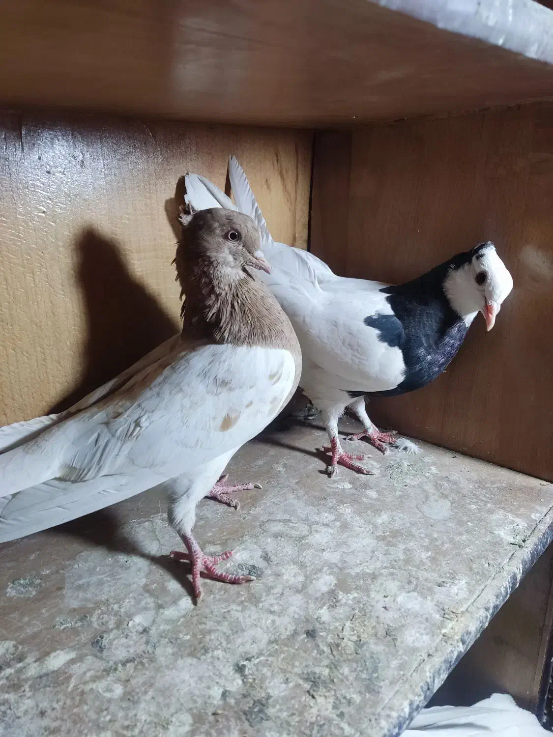 طوقی نر معاوضه|پرنده|داراب, |دیوار