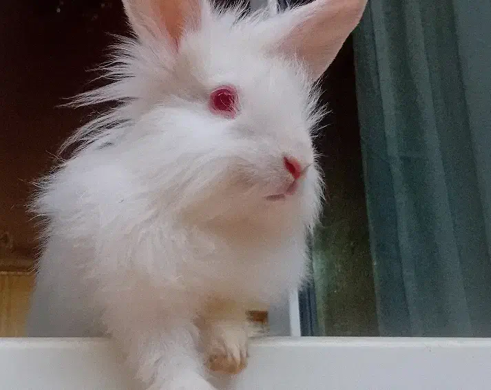 خرگوش لوپ سفید|موش و خرگوش|تبریز, |دیوار