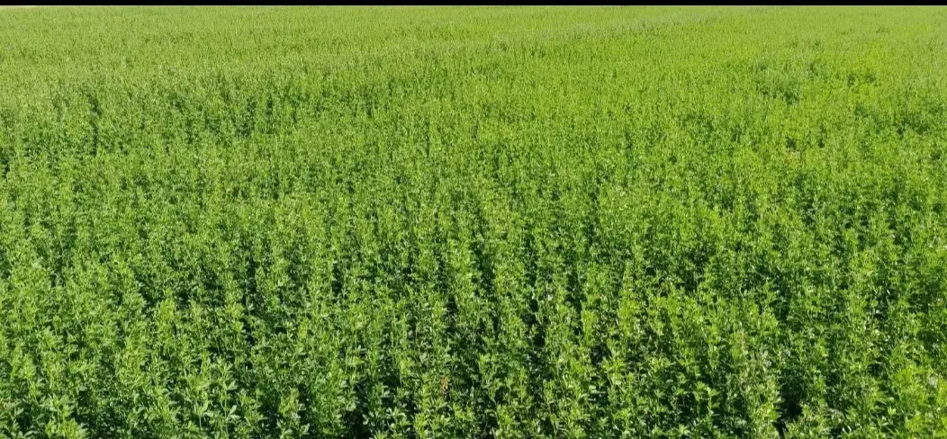 یونجه سوزبر 45میلیون حدوداً یک هکتار کوشک برآفتاب|لوازم جانبی حیوانات|دهدشت, |دیوار