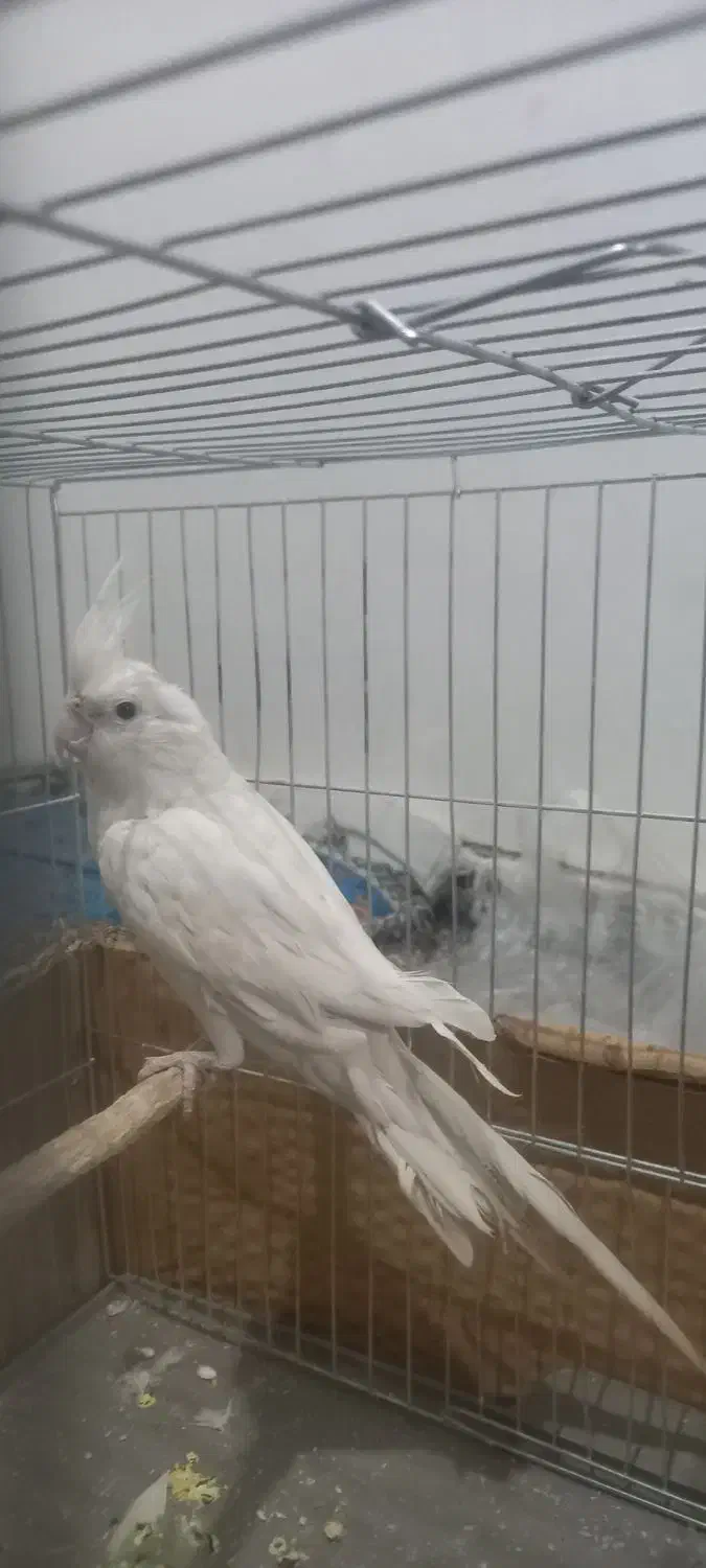 عروس هلندی|پرنده|کرمان, |دیوار